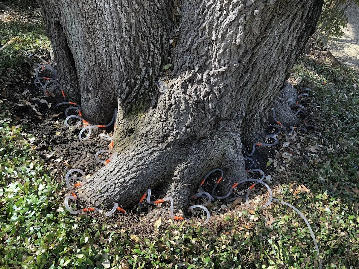 Detailed Tree Cabling and Bracing job site in Mer Rouge