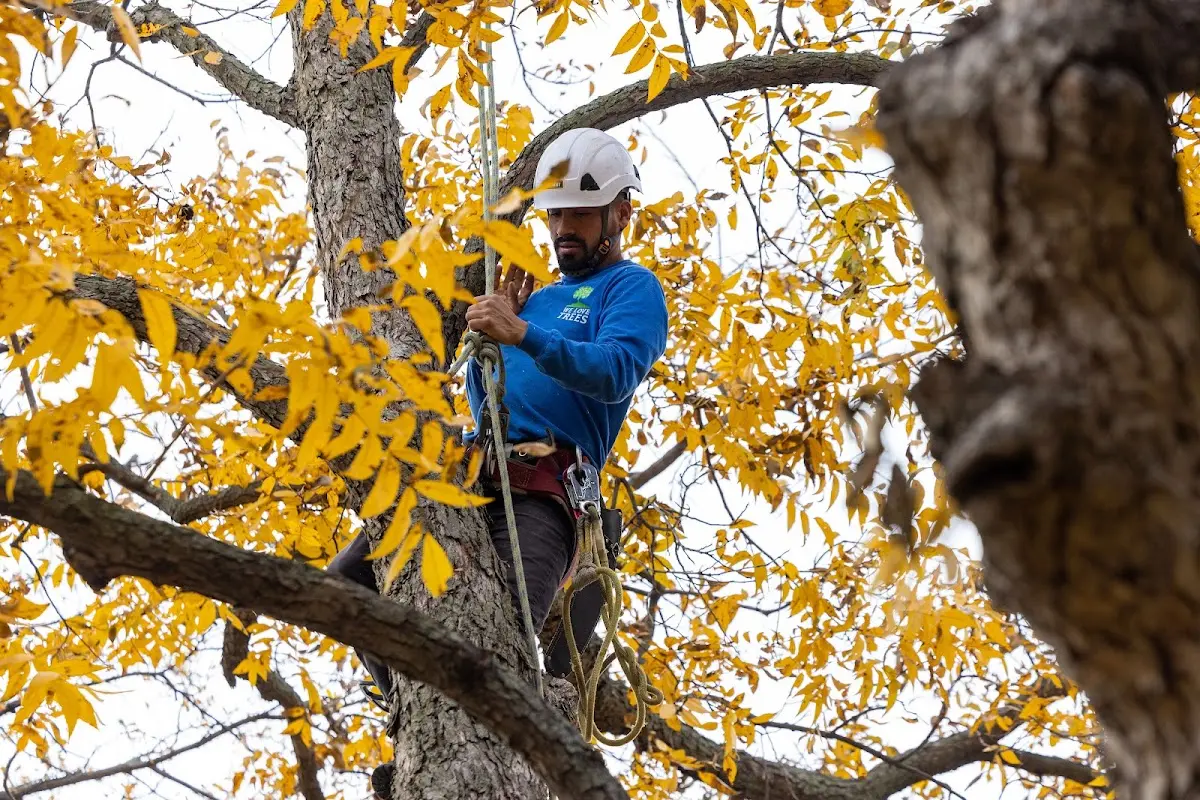 Skilled Tree Pruning crew working in Mer Rouge