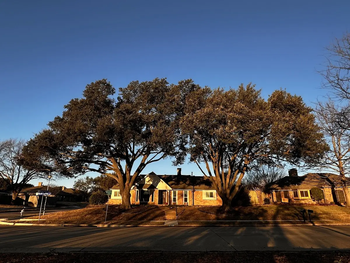 Established residential canopy tree shading a home in Mer Rouge